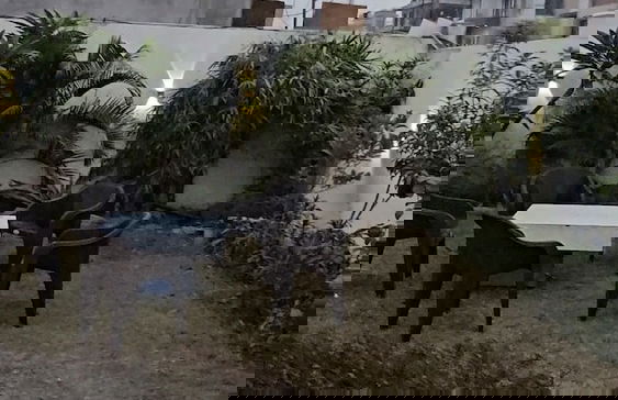 Bunk house villa - Foto 1