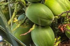 Ilha da Crôa - Barra Sto Antônio - Alagoas - Esquina Praia - Photo 7