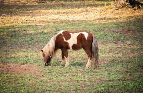 Anastasios Olive Garden Apartments - Foto 68