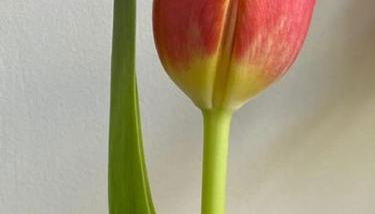 Il Tulipano - Foto 3