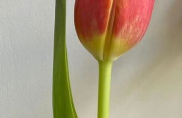 Il Tulipano - Photo 3