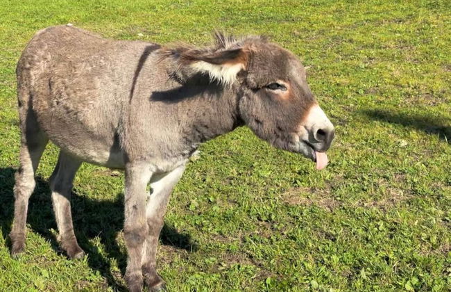 Rossweid hut With a Fantastic View - Foto 27