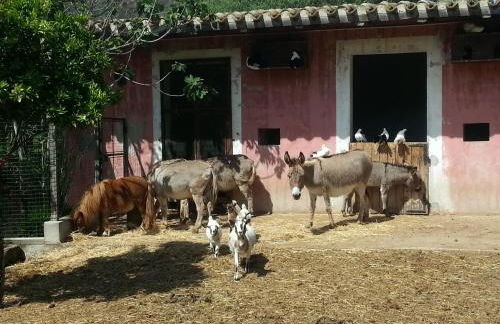 La Fattoria Delle Tartarughe - Foto 32