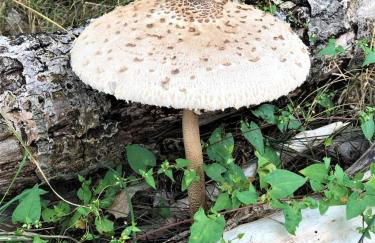 Pommernhof am Stettiner Haff - Foto 8