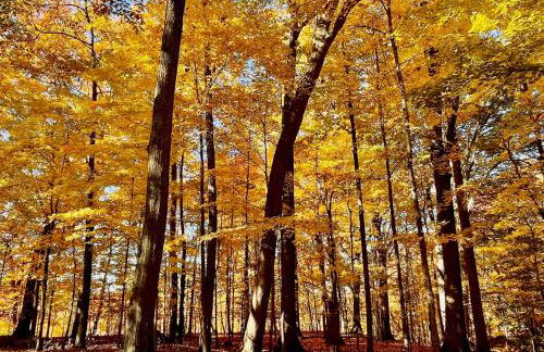 Log Cabin - Natures Oasis - Fire Pit & Gazebo - Foto 48