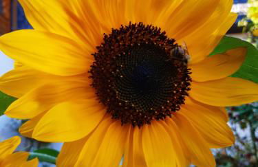 10-Bett Ferienwohnung Sonnenblume - Foto 25