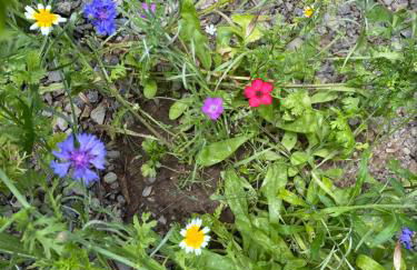 Grimmwald Tiny House - Photo 16