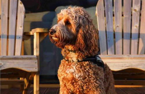 Wild Nurture Eco Luxury Offgrid Log Cabin - Foto 26