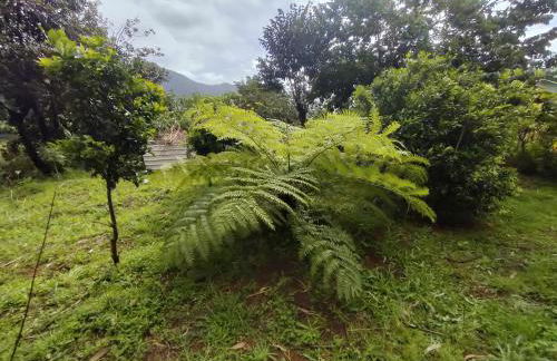 Jungle Lodge - Foto 22