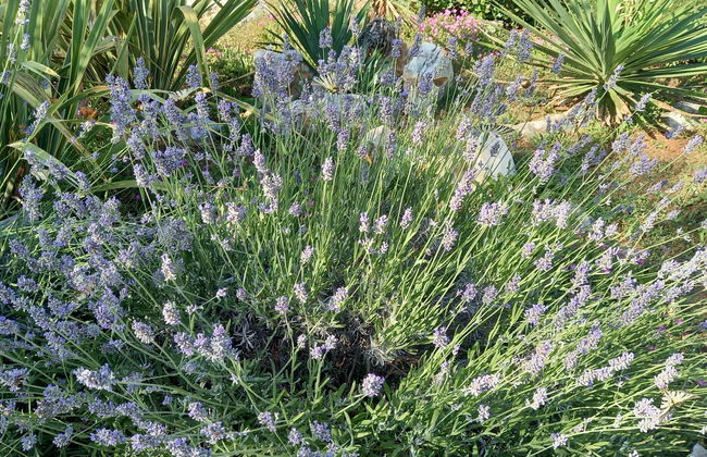 Villa Malini - Foto 35