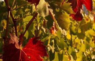 ROSSO DEL CHIANTI al CENTRO STORICO 1 - Foto 24