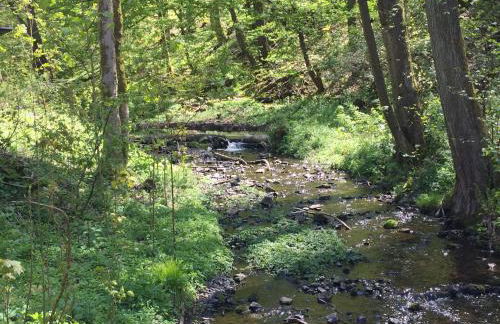 "das Waldhaus" - Foto 13