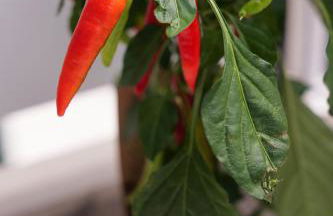 Wohnen im Zentrum 1 - Foto 29