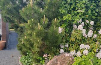 Ferienwohnung Einfeld - Foto 14