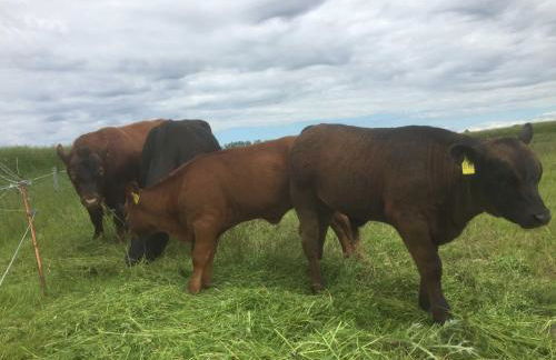 Landhaus am Bauernhof im Ostseeland - Foto 30