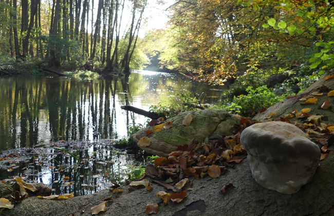 Landhaus Inselsee - Foto 23