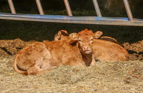 1 Pines Farm Cottages - Foto 21