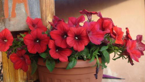 Agriturismo La Fattoria - Foto 4