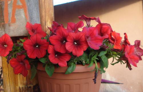 Agriturismo La Fattoria - Foto 4