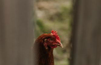 Gîtes du Bulz, en pleine forêt proche de la mer - Photo 62