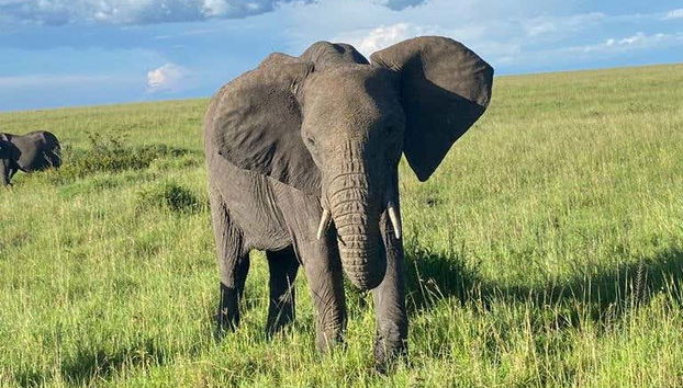 Safari de 3 días por Masái Mara - Foto 5