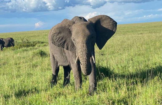 Safari de 3 días por Masái Mara - Foto 5