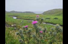 Oldshoremore Croft Cabins - Foto 41