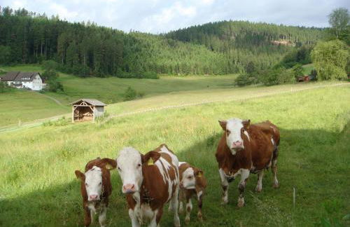 Ferienanlage Freyenhöfe - Foto 30