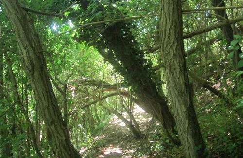 Agriturismo le Spighe - Fattoria Bertaccini - Foto 95