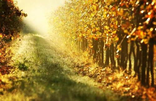 Agriturismo l'Eremo - Foto 45