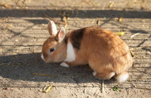 Agroturystyka Marianówek - Foto 23