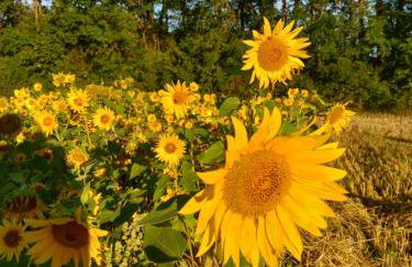 HAUS RINGGAU - Urlaub, Gemeinschaft und Erlebnis im Herzen von Deutschland - Foto 52