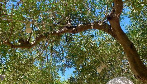 Casa dell'Olio - Al Baglio - Foto 4, Garden, Garden view