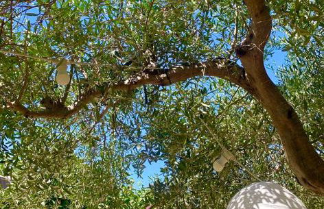 Casa dell'Olio - Al Baglio - Foto 4