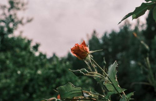 Tajna Bazia - Foto 21