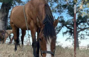 BunkHouse 1960's Camp Vibe with Timeless Wet Bar - Foto 77