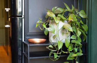 NEW Slytherin Studio - Dogs OK - Foto 23