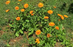 Apartments Krušvina - Foto 59