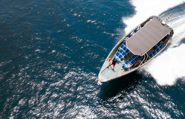 Morro Jable Dolphin & Whale Watching Trip - Foto 8