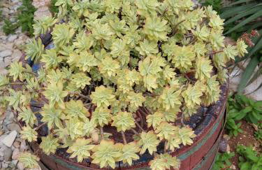 Apartments with parking space Ugljan - 8527 - Foto 12