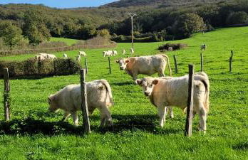 La Saugeraie - Foto 27