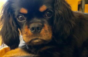 Appart'Hotel Castel Emeraude, Charme et Caractère - Foto 35