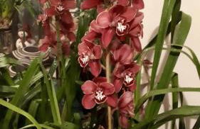 LUXURIOUS APPARTMENTS KATERINA - Foto 36