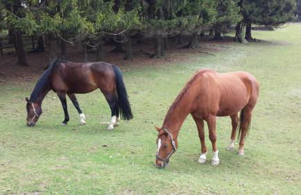 Ferienwohnung Bergpanorama mit Pool - Foto 35