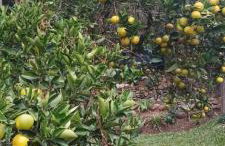 Piccolo Recanto - Foto 64