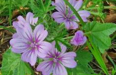 Hephaestus Appartments Litochoro -A1 - Foto 22