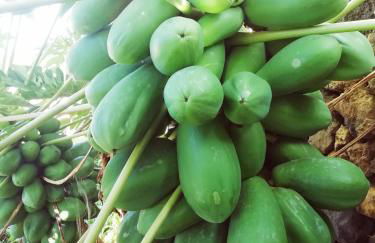 Finca Las Tapias, Casa Mañé - Foto 53