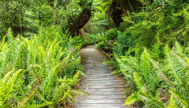 Excursion dans la vallée de Huon et aux grottes d'Hastings - Photo 4