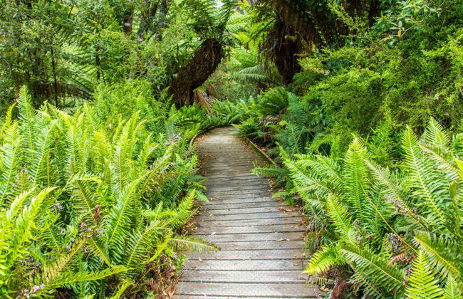 Excursion dans la vallée de Huon et aux grottes d'Hastings - Photo 4