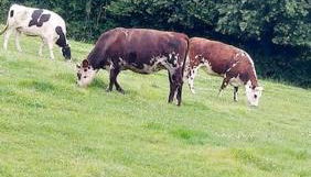 Longère de charme, calme et nature dans le Perche - Foto 4